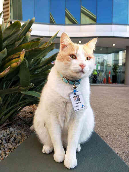 Chú mèo hoang được tuyển vào làm nhân viên chính thức sau 1 thời gian “mặt dày” lang thang trong khuôn viên bệnh viện - Ảnh 4.