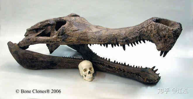 Cá sấu khổng lồ thời tiền sử sống ở Châu Phi có thể nuốt chửng khủng long - Ảnh 9.