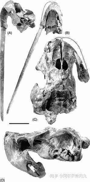 Odobenocetops: Loài cá voi kỳ lạ có cặp ngà bên dài bên ngắn - Ảnh 3.