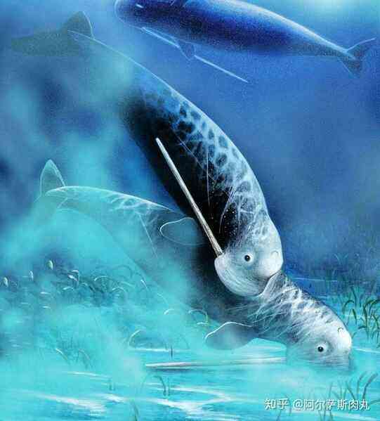 Odobenocetops: Loài cá voi kỳ lạ có cặp ngà bên dài bên ngắn - Ảnh 4.