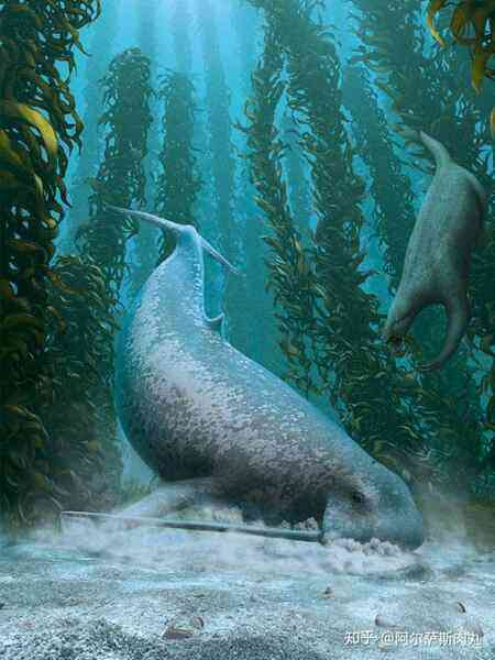 Odobenocetops: Loài cá voi kỳ lạ có cặp ngà bên dài bên ngắn - Ảnh 6.