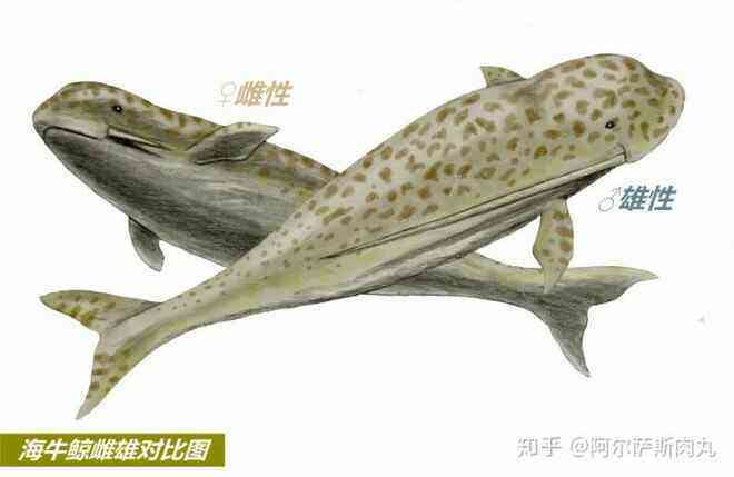 Odobenocetops: Loài cá voi kỳ lạ có cặp ngà bên dài bên ngắn - Ảnh 8.