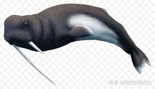 Odobenocetops: Loài cá voi kỳ lạ có cặp ngà bên dài bên ngắn - Ảnh 9.