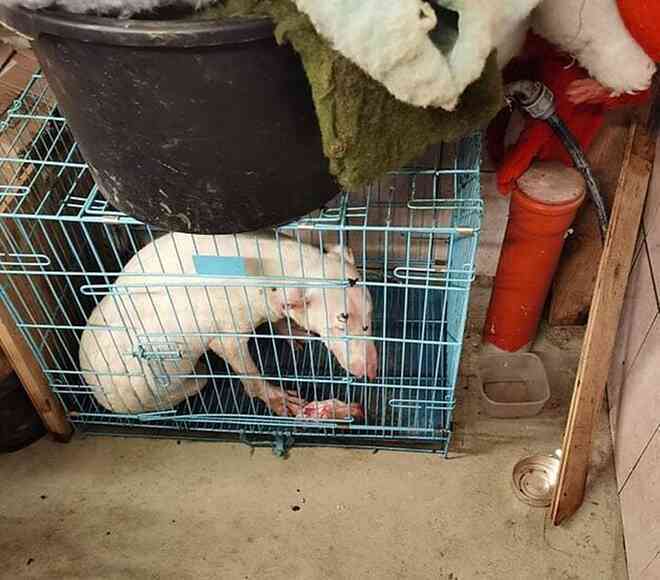 Chó nhà mất tích được tìm thấy trong lò nhân giống trái phép, để rồi vạch trần cả một ngành công nghiệp tàn khốc trục lợi bằng chó thuần chủng tại Bắc Âu - Ảnh 5.