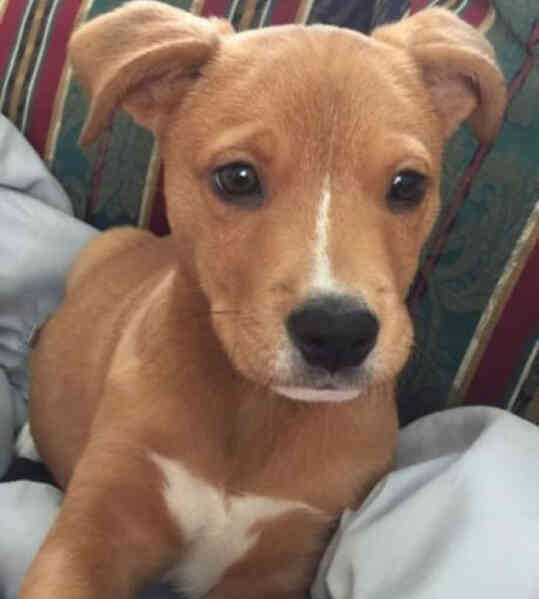 Khi Pit Bull lai tạo với những giống chó khác thì sẽ như thế nào? - Ảnh 17. Khi Pit Bull lai tạo với những giống chó khác thì sẽ như thế nào? - Ảnh 17.