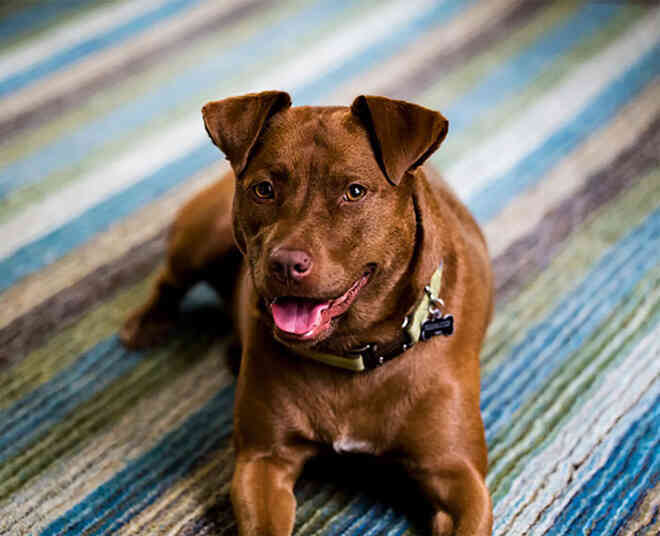 Khi Pit Bull lai tạo với những giống chó khác thì sẽ như thế nào? - Ảnh 34. Khi Pit Bull lai tạo với những giống chó khác thì sẽ như thế nào? - Ảnh 34.