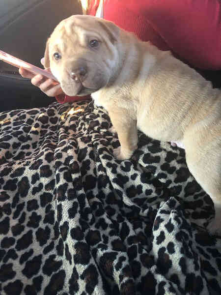 Khi Pit Bull lai tạo với những giống chó khác thì sẽ như thế nào? - Ảnh 35. Khi Pit Bull lai tạo với những giống chó khác thì sẽ như thế nào? - Ảnh 35.