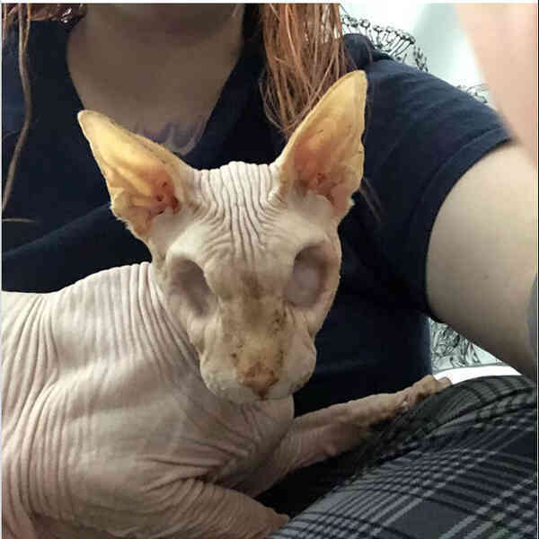Gặp gỡ Jasper, chú mèo không lông đã bị cắt bỏ cả hai nhãn cầu với hàng chục nghìn người hâm mộ - Ảnh 10. Gặp gỡ Jasper, chú mèo không lông đã bị cắt bỏ cả hai nhãn cầu với hàng chục nghìn người hâm mộ - Ảnh 10.