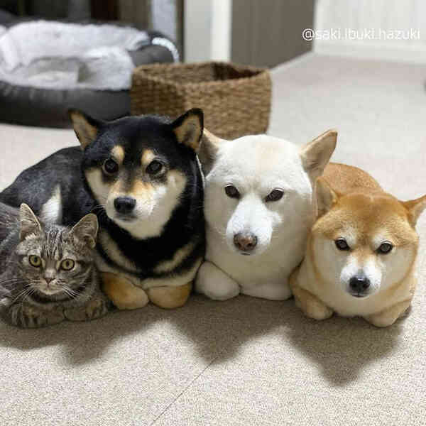 Chú mèo này là sự thay thế hoàn hảo cho chú chó Shiba inu chuyên phá hỏng các bức ảnh chụp nhóm