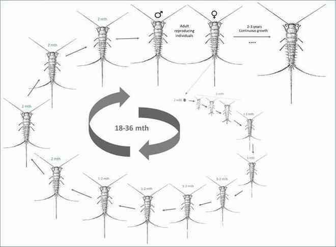 Khám phá sự thật về con mọt sách, chúng không chỉ ăn sách mà còn ăn tất cả các chất hữu cơ trong nhà bạn - Ảnh 5. Khám phá sự thật về con mọt sách, chúng không chỉ ăn sách mà còn ăn tất cả các chất hữu cơ trong nhà bạn - Ảnh 5.