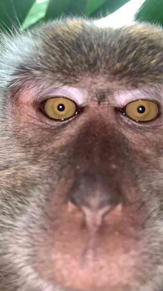 Khó tin chú khỉ ăn cắp iPhone, mang ra giữa rừng chụp selfie, quay phim - 2
