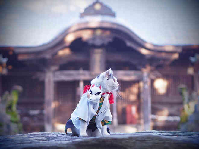 Chú mèo bỗng chốc trở thành người nổi tiếng vì được chủ nhân cosplay thành của các nhân vật anime nổi tiếng - Ảnh 2.
