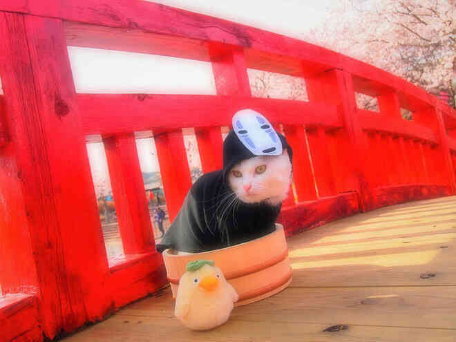 Chú mèo bỗng chốc trở thành người nổi tiếng vì được chủ nhân cosplay thành của các nhân vật anime nổi tiếng - Ảnh 5.