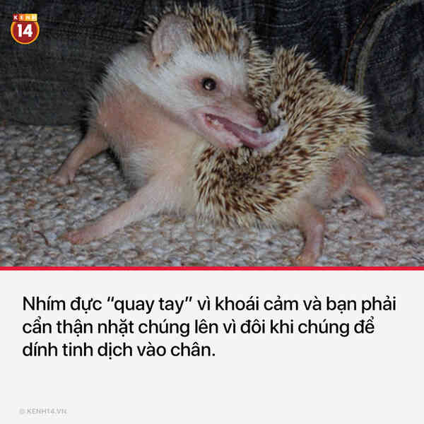 13 sự thật thú vị và kỳ quặc sẽ khiến mọi người phải thốt lên Sao cậu lại biết cái thứ này?? - Ảnh 5.