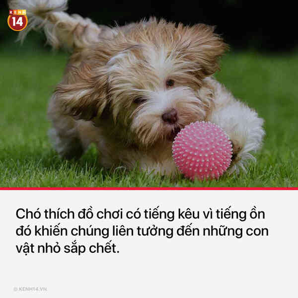 13 sự thật thú vị và kỳ quặc sẽ khiến mọi người phải thốt lên Sao cậu lại biết cái thứ này?? - Ảnh 9.