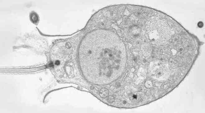 Các nhà khoa học vừa phát hiện hai loài sinh vật đầu tiên ăn virus, và điều đó có ý nghĩa cực kỳ quan trọng