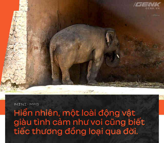 Nhờ sức mạnh của tiếng hát, con voi cô độc nhất hành tinh tìm thấy tự do cho mình sau nhiều thập kỷ sống trong xiềng xích - Ảnh 8. Nhờ sức mạnh của tiếng hát, con voi cô độc nhất hành tinh tìm thấy tự do cho mình sau nhiều thập kỷ sống trong xiềng xích - Ảnh 8.