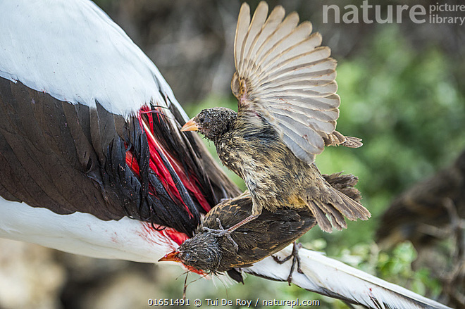 Bằng chứng nghiệt ngã của tiến hóa: Chim sẻ cũng phải trở thành loài hút máu để tồn tại