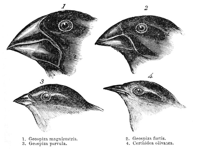 Bằng chứng nghiệt ngã của tiến hóa: Chim sẻ cũng phải trở thành loài hút máu để tồn tại - Ảnh 2.
