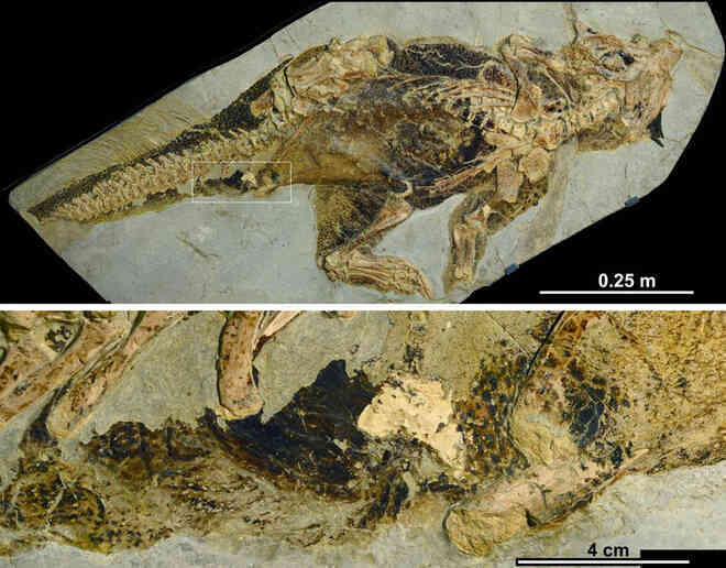 Cuối cùng thì giới cổ sinh vật học cũng đã tìm ra được cần tăng dân số của khủng long - Ảnh 2.