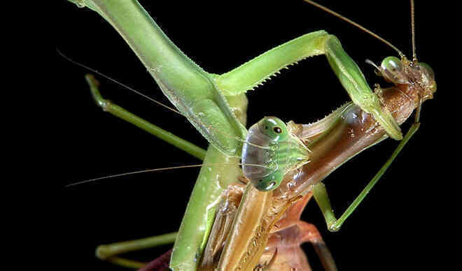 Những con bọ ngựa đực đang tiến hóa để không bị bọ ngựa cái ăn thịt sau giao phối