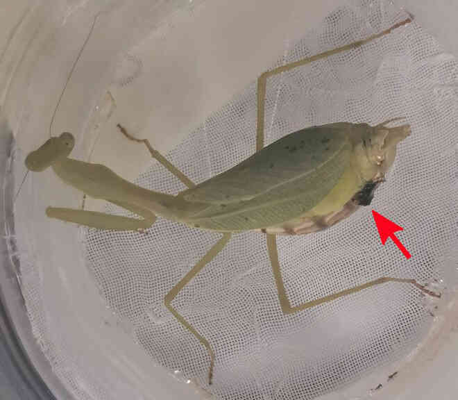 Những con bọ ngựa đực đang tiến hóa để không bị bọ ngựa cái ăn thịt sau giao phối - Ảnh 3.