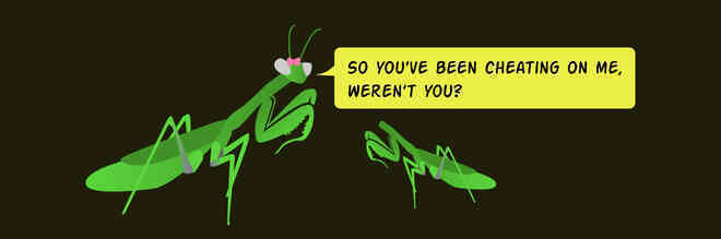 Những con bọ ngựa đực đang tiến hóa để không bị bọ ngựa cái ăn thịt sau giao phối - Ảnh 4.