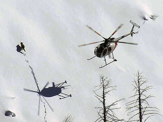 Những con sói Canada được cưỡi máy bay đột nhập vào Michigan để thực hiện một nhiệm vụ vô cùng đặc biệt