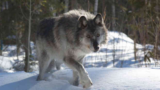 Những con sói Canada được cưỡi máy bay đột nhập vào Michigan để thực hiện một nhiệm vụ vô cùng đặc biệt - Ảnh 4.