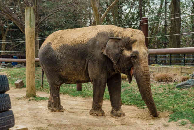 Dù bị nhốt nhưng voi trong sở thú vẫn chăm tập thể dục hơn cả con người - Ảnh 1.