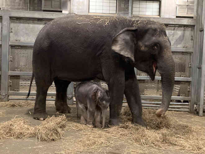 Dù bị nhốt nhưng voi trong sở thú vẫn chăm tập thể dục hơn cả con người - Ảnh 3.