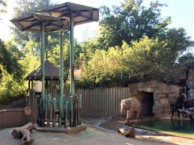 Dù bị nhốt nhưng voi trong sở thú vẫn chăm tập thể dục hơn cả con người - Ảnh 4.