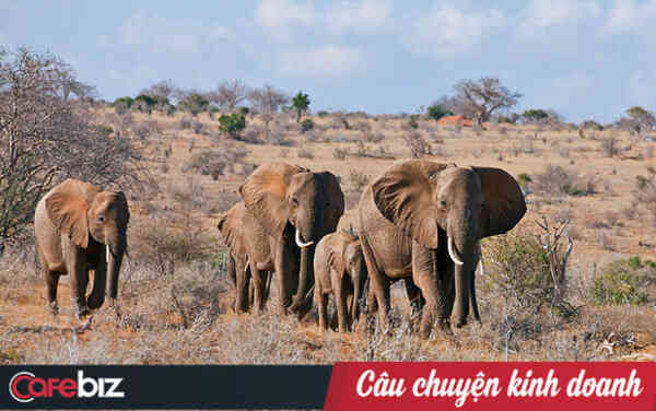 13 năm, có hơn 9.500 con tê giác, 35.000 con voi và 100.000 tê tê bị giết, USAID kêu gọi: Ngưng tạo nghiệp! Tích thiện chung tay hồi sinh sự sống cho voi, tê tê