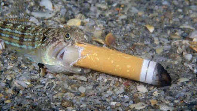 Bức ảnh Cá hút thuốc gây tranh cãi đoạt giải thưởng Nhiếp ảnh Đại dương - Ảnh 1.