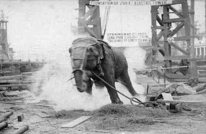 Câu chuyện đau lòng về chú voi Topsy và cuộc hành quyết công khai để thử sức mạnh của điện - Ảnh 4.