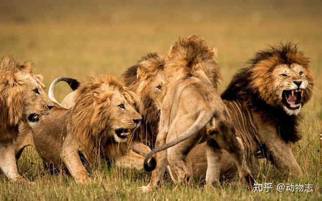 Trong liên minh sư tử, có phải mọi con đực đều có quyền giao phối không? - Ảnh 2.