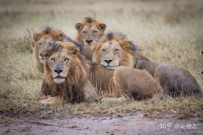 Trong liên minh sư tử, có phải mọi con đực đều có quyền giao phối không? - Ảnh 3.