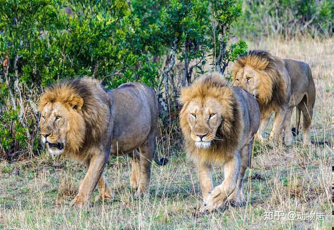 Trong liên minh sư tử, có phải mọi con đực đều có quyền giao phối không? - Ảnh 4.