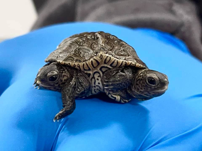 Một con rùa hai đầu quý hiếm vừa được tìm thấy ở Mỹ - Ảnh 1.