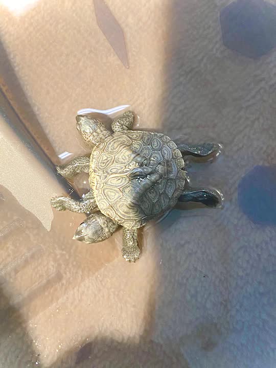 Một con rùa hai đầu quý hiếm vừa được tìm thấy ở Mỹ - Ảnh 3.