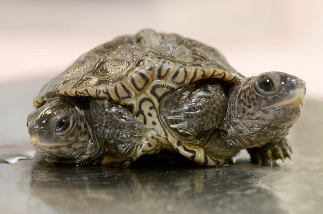 Một con rùa hai đầu quý hiếm vừa được tìm thấy ở Mỹ - Ảnh 5.