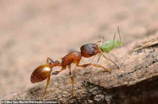 Kiến Temnothorax bất tử: Cái giá kinh hoàng phải trả cho liều thuốc trường sinh - Ảnh 1. Kiến Temnothorax bất tử: Cái giá kinh hoàng phải trả cho liều thuốc trường sinh - Ảnh 1.