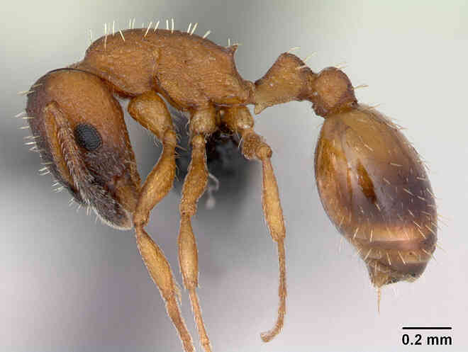 Kiến Temnothorax bất tử: Cái giá kinh hoàng phải trả cho liều thuốc trường sinh - Ảnh 3. Kiến Temnothorax bất tử: Cái giá kinh hoàng phải trả cho liều thuốc trường sinh - Ảnh 3.