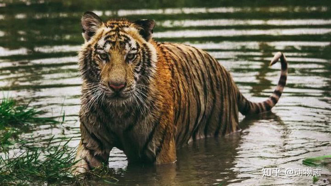 Báo đốm, loài báo to lớn nhất và hổ Sumatra, loài hổ nhỏ bé nhất, loài nào mạnh hơn? - Ảnh 2. Báo đốm, loài báo to lớn nhất và hổ Sumatra, loài hổ nhỏ bé nhất, loài nào mạnh hơn? - Ảnh 2.