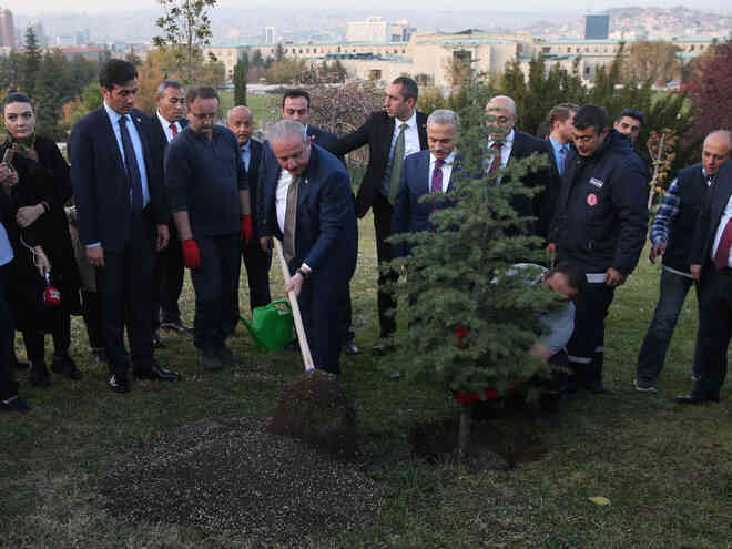Năm 2019, Thổ Nhĩ Kỳ lập kỷ lục trồng mới 11 triệu cây xanh chỉ trong 1 ngày, số phận của chúng giờ ra sao?