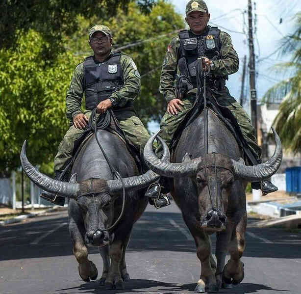 Những bức ảnh chứng minh Brazil là một đất nước lạ kỳ - Ảnh 4.