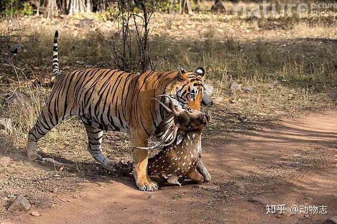 So sánh hành vi săn mồi của sư tử, hổ và báo đốm cho thấy sự khác biệt về giải phẫu của ba loài mèo lớn! - Ảnh 4.