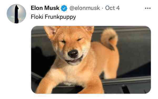Như chưa hề tăng, Elon Musk vừa tweet tôi không sở hữu đồng Shiba Inu nào, ngay lập tức giá coin chó giảm
