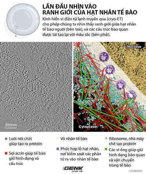 Công nghệ kính hiển vi này đã cho phép chúng ta nhìn thấy từng nguyên tử trong một tế bào - Ảnh 3.