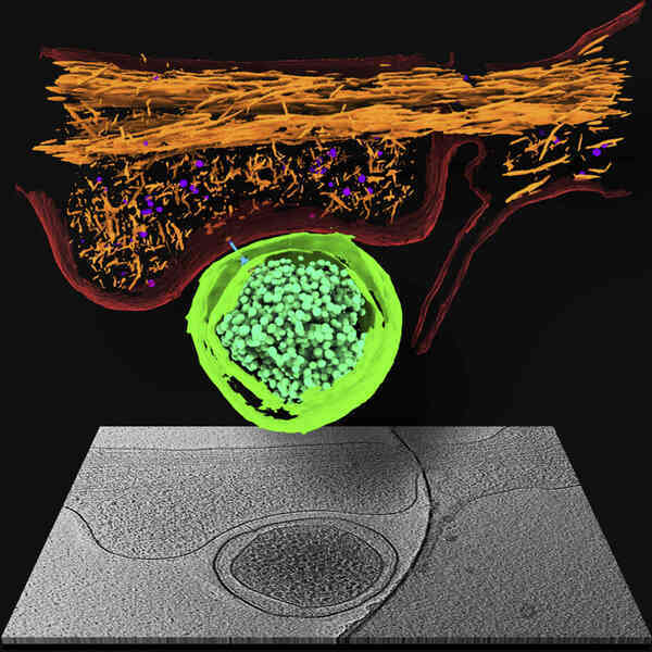 Công nghệ kính hiển vi này đã cho phép chúng ta nhìn thấy từng nguyên tử trong một tế bào - Ảnh 7.
